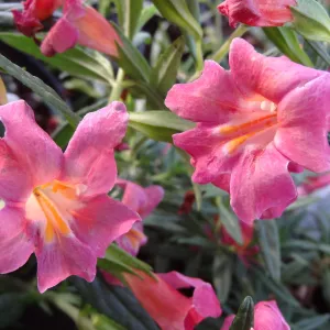 monkeyflowers, Spring Plant Sale 2014