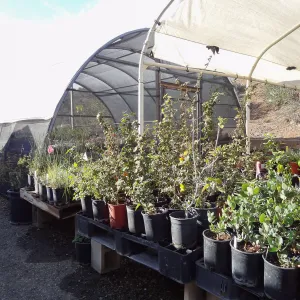 plant propagation at the Horticulture nursery, hoop house