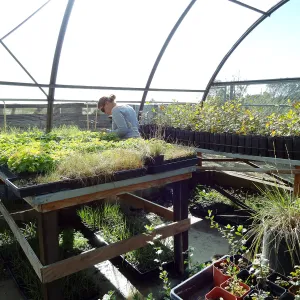 Horticulture nursery, Living collections nursery, plant propagation, hoop house, Heather Wehnau