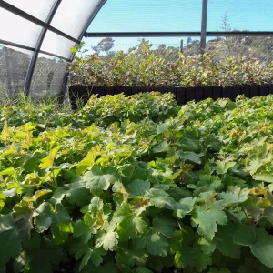 Horticulture nursery, Living collections nursery, plant propagation, hoop house