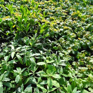 Horticulture nursery, Living collections nursery, plant propagation