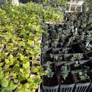 Horticulture nursery, Living collections nursery, plant propagation