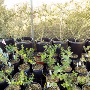 Plant propagation at the Horticulture nursery, Living collections nursery