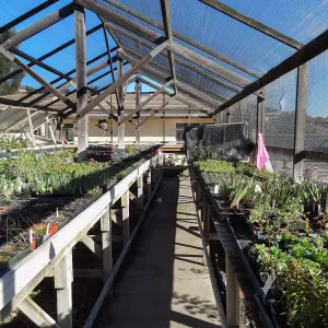 Plant propagation at the Horticulture nursery, Living collections nursery