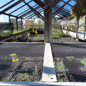 Plant propagation at the Horticulture nursery, Living collections nursery