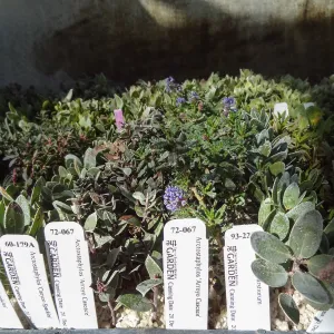 Plant propagation at the Horticulture nursery, living collections nursery, Hort unit