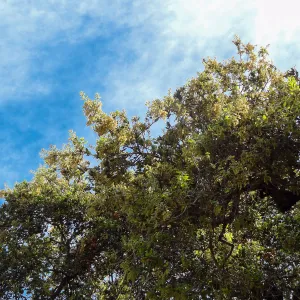 oak, flowers and new leaves, Quercus agrifolia (Coastal Live Oak)