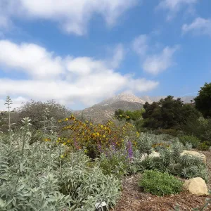 Porter Trail in bloom, Spring 2014