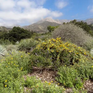 Porter Trail in bloom, Spring 2014