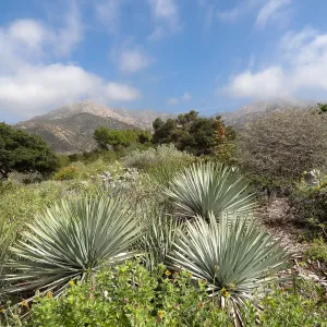Porter Trail in bloom, Spring 2014