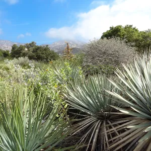 Porter Trail in bloom, Spring 2014