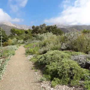 Porter Trail in bloom, Spring 2014