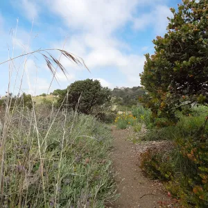 Porter Trail in bloom, Spring 2014