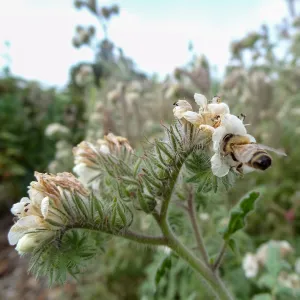 Porter Trail in bloom, Spring 2014