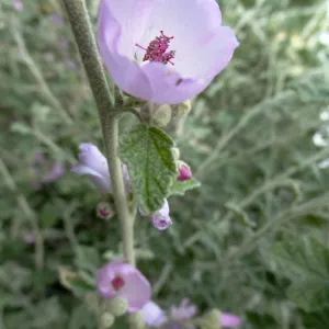 Porter Trail in bloom, Spring 2014