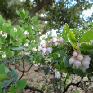 Porter Trail in bloom, Spring 2014 (Manzanita)