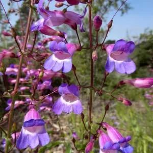 Porter Trail in bloom, Spring 2014