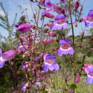Porter Trail in bloom, Spring 2014