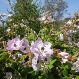 Porter Trail in bloom, Spring 2014