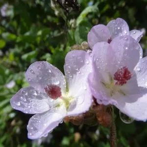 Porter Trail in bloom, Spring 2014