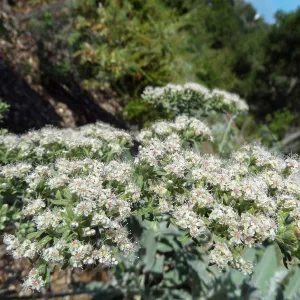 wildflowers blooming on the Porter Trail