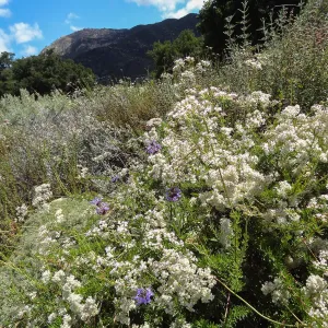 Wildflower display, Porter Trail, sbbg