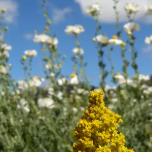 Solidago, Goldenrod, Porter Trail, SBBG