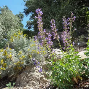 Blooming in the Desert Section