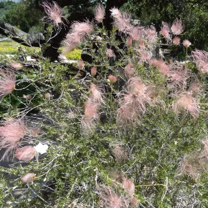 Blooming in the Desert Section