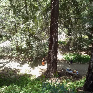 visitors in Redwood Section, from trail above