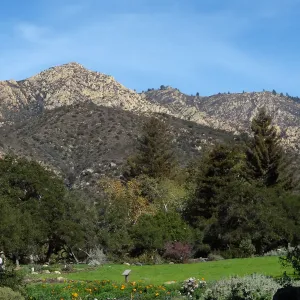 Meadow at SBBG