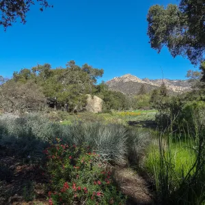Lower Meadow with view to Santa Ynez Mountains, SBBG