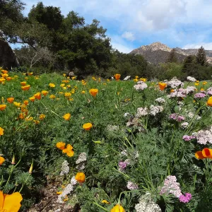 wildflowers in the lower Meadow, view to Santa Ynez Mountains