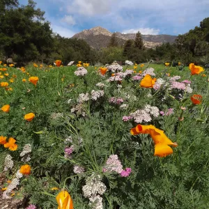 wildflowers in the lower Meadow, view to Santa Ynez Mountains