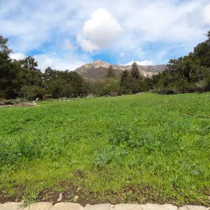 Meadow, view to Santa Ynez Mountains, Meadow Revival Project Grow/Kill