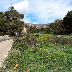 Ground Cover Display