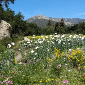 2014 spring wildflower Meadow, SBBG