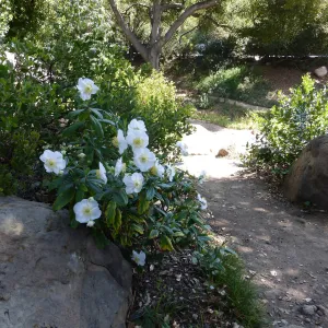Carpenteria in bloom,path in Manzanita Section