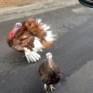 turkeys, Mission Canyon Road