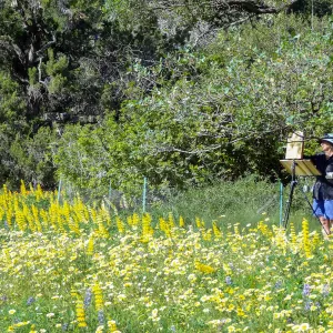 painter, SBBG spring wildflower Meadow, 2014
