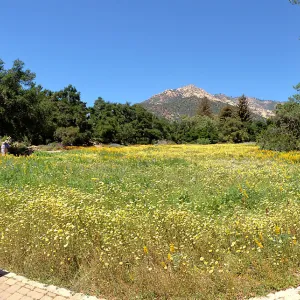 panorama, painters, painting the spring wildflower Meadow, 2014, SBBG