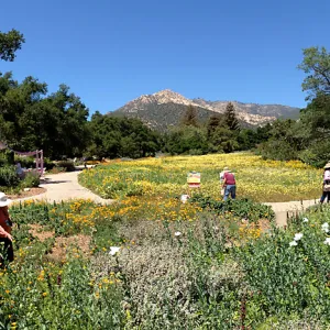 panorama, spring wildflower Meadow, 2014, SBBG