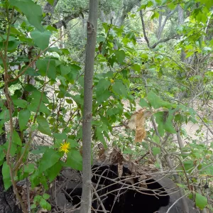 Sycamore, Canyon Section, 5 years post Jesusita Fire