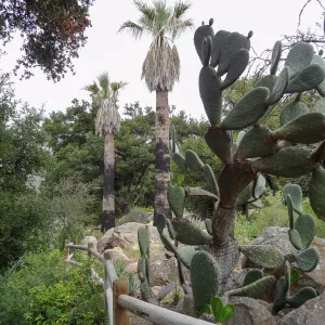 Desert Section, 5 years post Jesusita Fire