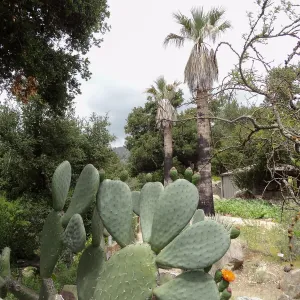 Desert Section, 5 years post Jesusita Fire