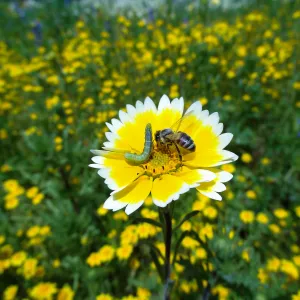 Tidytips with caterpillar and bee