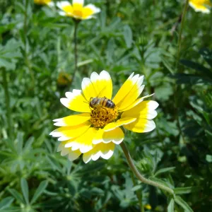 Tidytips with bee