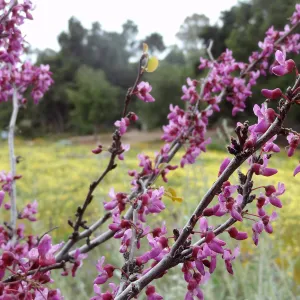 Spring wildflower display in the Meadow