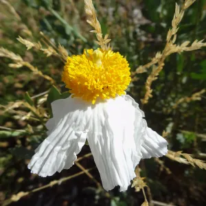 Matilija poppy flowers, Porter Trail