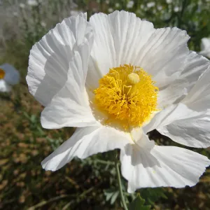 Matilija poppy flowers, Porter Trail